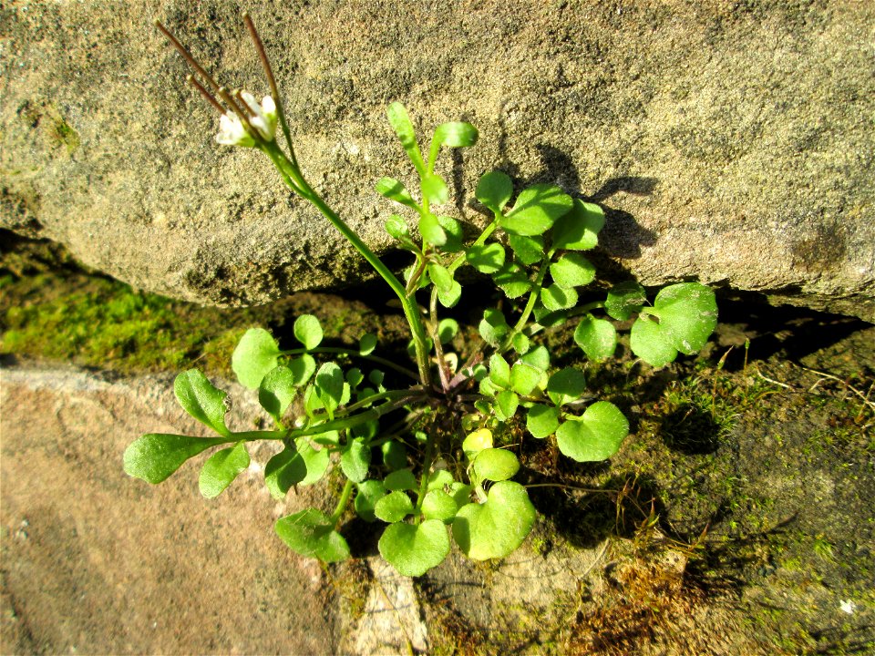 Behaartes Schaumkraut (Cardamine hirsuta) an einer Böschungs-Mauer in Saarbrücken