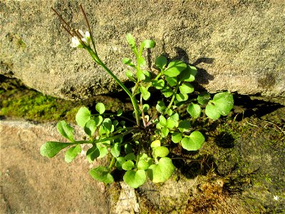 Behaartes Schaumkraut (Cardamine hirsuta) an einer Böschungs-Mauer in Saarbrücken