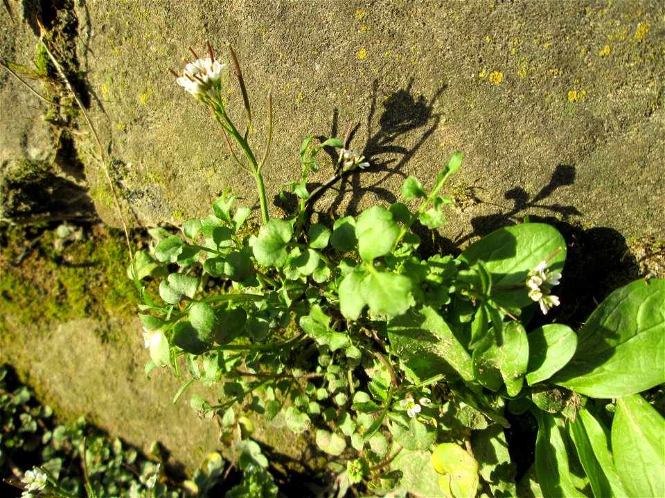 Behaartes Schaumkraut (Cardamine hirsuta) an einer Böschungs-Mauer in Saarbrücken
