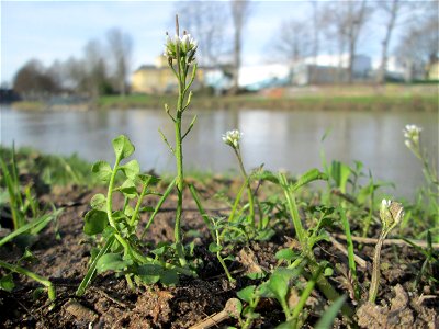 Behaartes Schaumkraut (Cardamine hirsuta) an der Saar in Saarbrücken