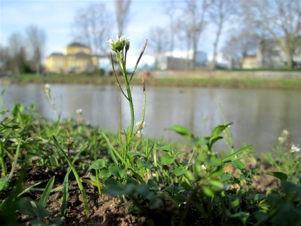 Behaartes Schaumkraut (Cardamine hirsuta) an der Saar in Saarbrücken