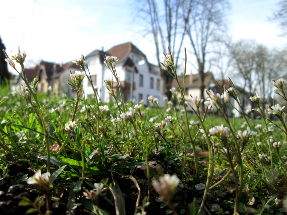 Behaartes Schaumkraut (Cardamine hirsuta) in der ehem. Bismarck-Anlage in Sankt Arnual