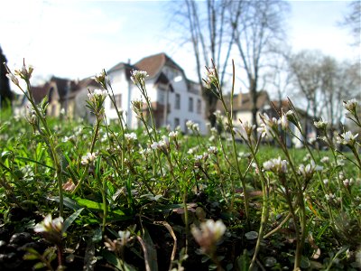 Behaartes Schaumkraut (Cardamine hirsuta) in der ehem. Bismarck-Anlage in Sankt Arnual