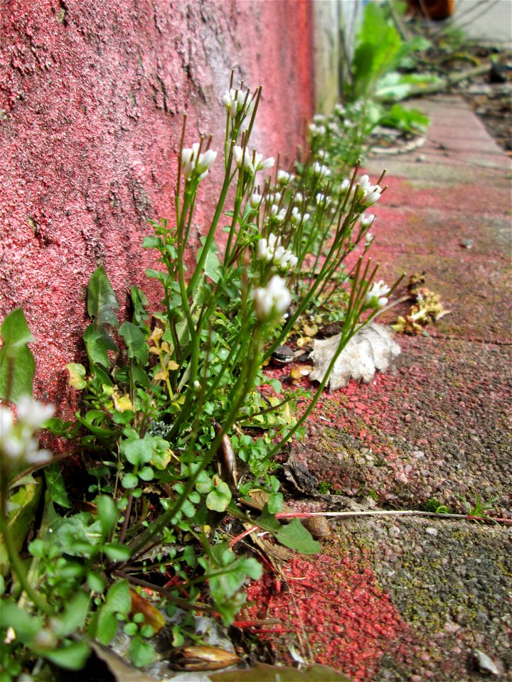 Behaartes Schaumkraut (Cardamine hirsuta) in Saarbrücken