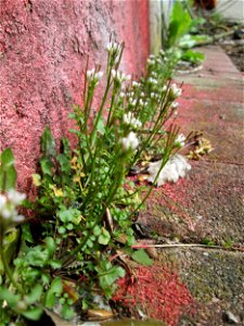 Behaartes Schaumkraut (Cardamine hirsuta) in Saarbrücken