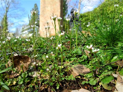 Behaartes Schaumkraut (Cardamine hirsuta) am Friedhof St. Johann in Saarbrücken