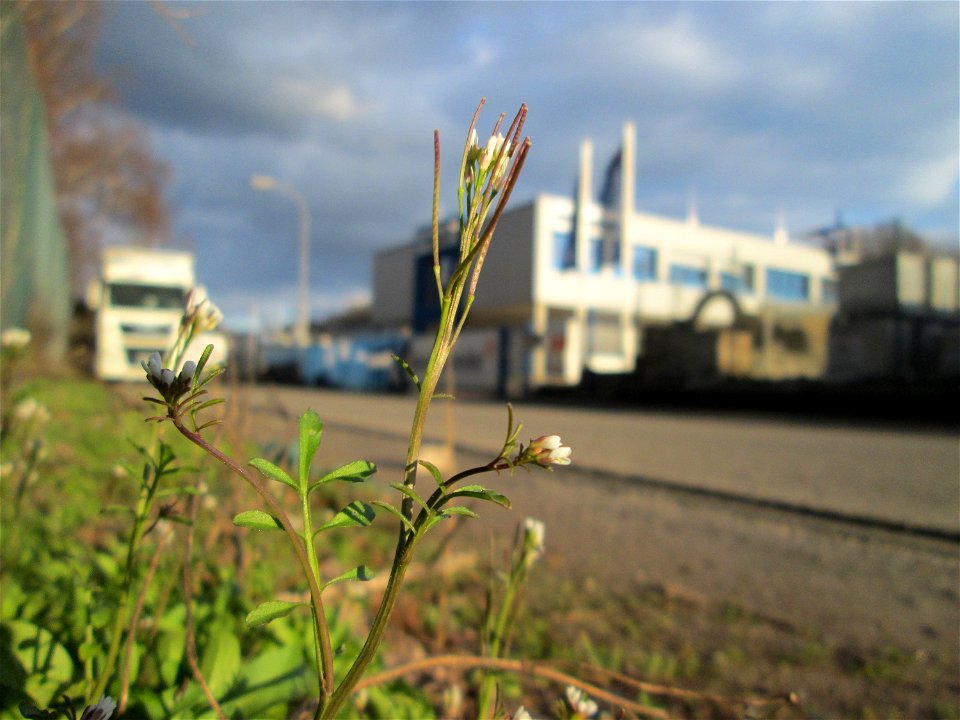 Behaartes Schaumkraut (Cardamine hirsuta) am Straßenrand in Brebach