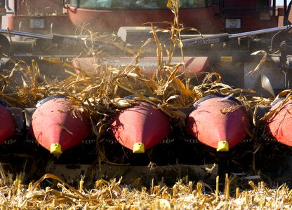 Nature vegetables agriculture