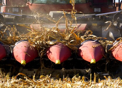 Nature vegetables agriculture photo