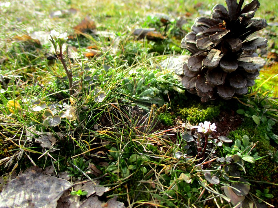 Behaartes Schaumkraut (Cardamine hirsuta) in Brebach