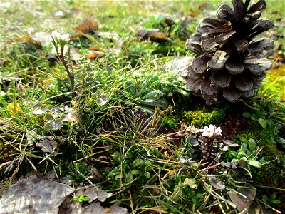 Behaartes Schaumkraut (Cardamine hirsuta) in Brebach