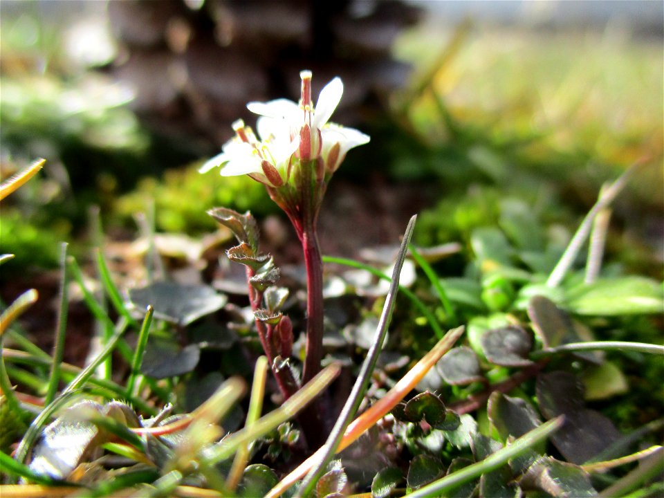 Behaartes Schaumkraut (Cardamine hirsuta) in Brebach