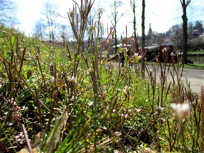 Behaartes Schaumkraut (Cardamine hirsuta) in Saarbrücken