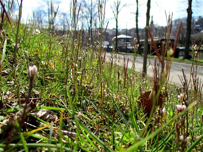 Behaartes Schaumkraut (Cardamine hirsuta) in Saarbrücken