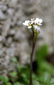 Cardamine hirsuta