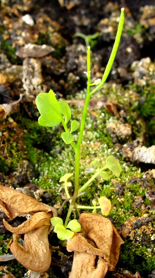 Rzeżucha włochata Cardamine hirsuta