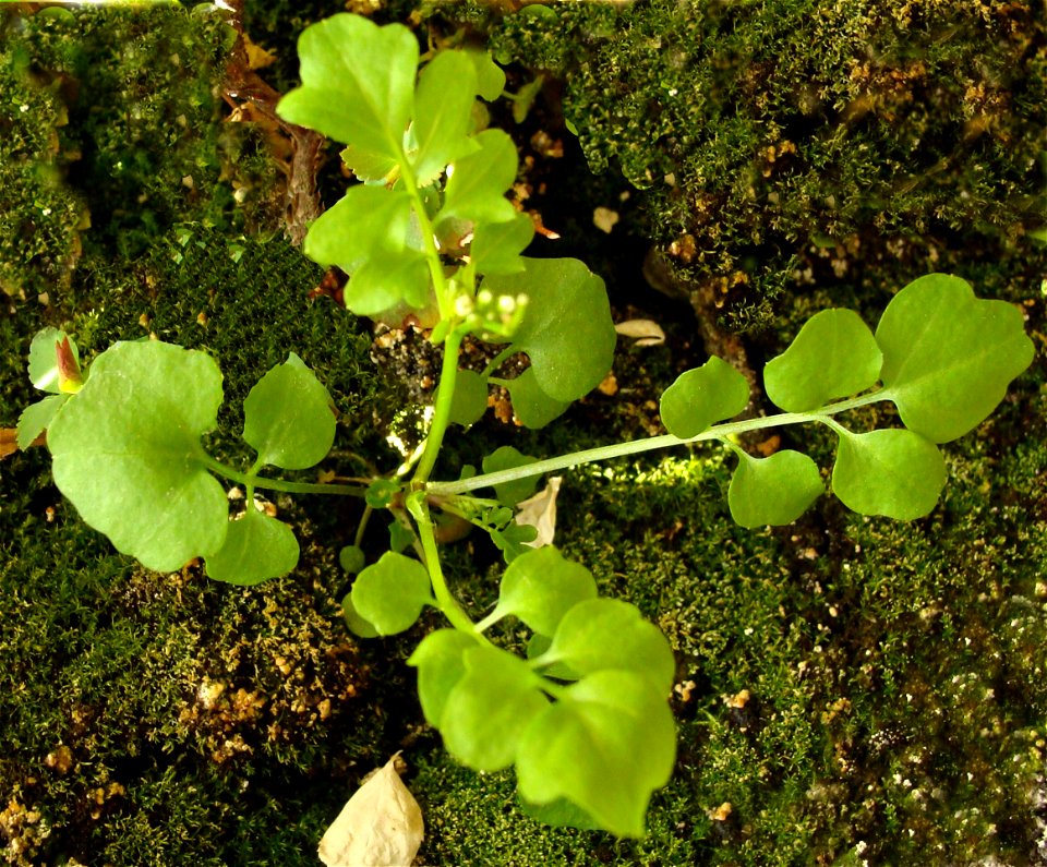 Rzeżucha włochata Cardamine hirsuta