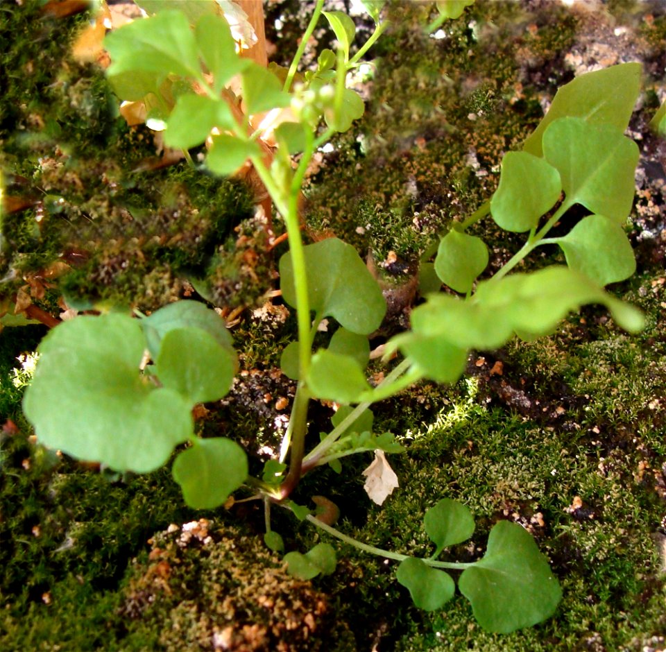 Rzeżucha włochata Cardamine hirsuta