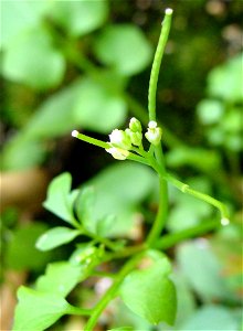 Rzeżucha włochata Cardamine hirsuta