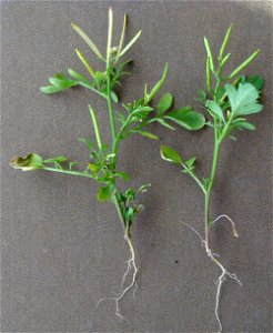 Rzeżucha włochata Cardamine hirsuta