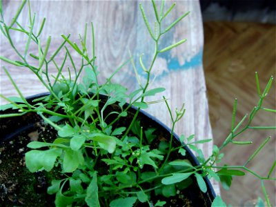 Rzeżucha włochata Cardamine hirsuta