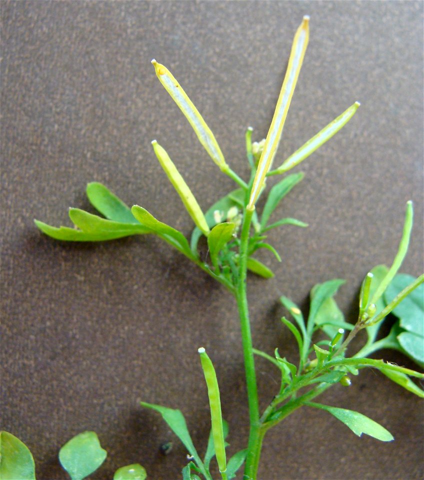 Rzeżucha włochata Cardamine hirsuta