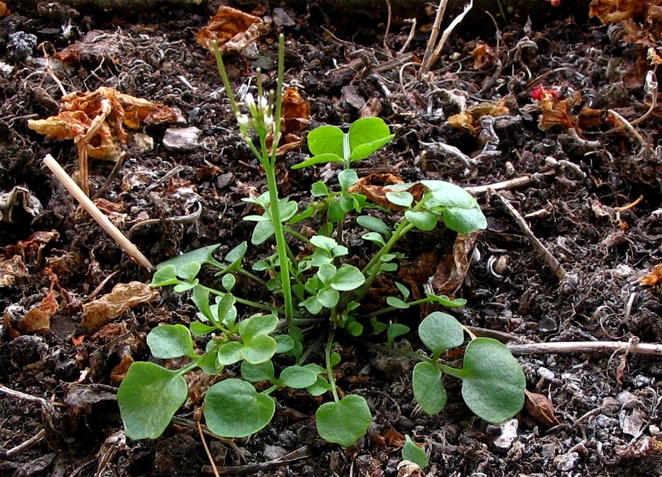 Cardamine hirsuta