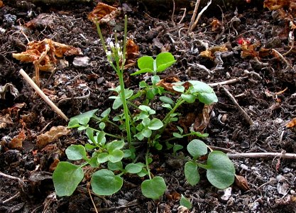 Cardamine hirsuta