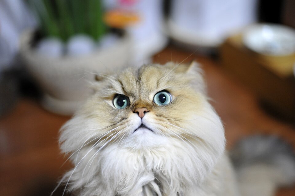 Cat pets persian chinchilla