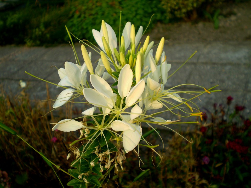 kattesnor cleome hassleriana