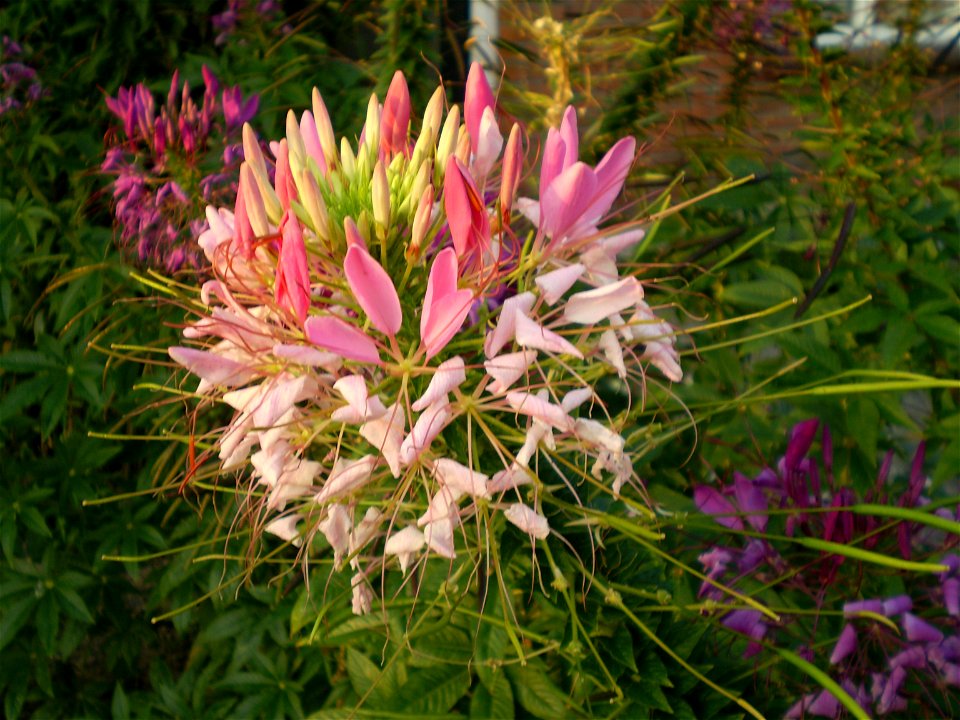 kattesnor cleome hassleriana