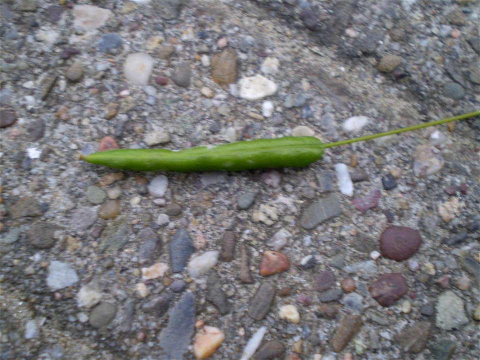 Cleome hassleriana, young fruit
