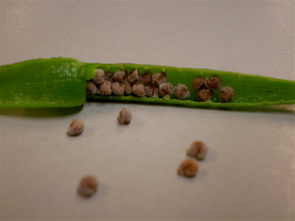 Cleome hassleriana, fruit and seeds