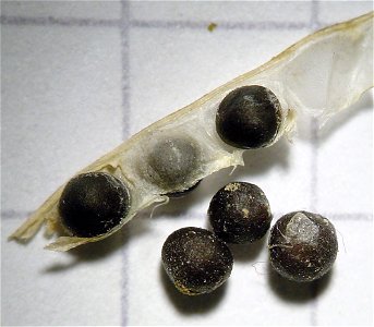 Sinapis arvensis, seeds, Samen