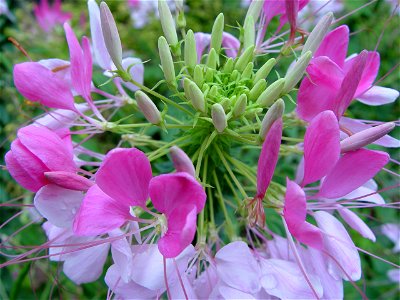 Tarenaya hassleriana or Cleome Hassleriana also known as Cleome Spinosa photo