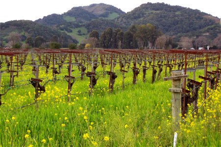 Mustards in the spring in en:Napa Valley. Photo by Emily Bryden, 2005 photo
