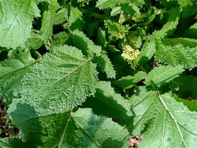 Botanical name – Sinapis arvensis
Common  names -  Wild mustard ; Charlock. 
Tamil name – KATTUK KATUKU ‘forest mustard’

  Tender leaves  are edible; Edible oil is made from seeds and this oil i