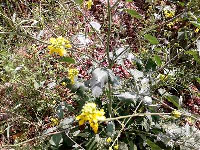 Botanical name – Sinapis arvensis Common names - Wild mustard ; Charlock ; Field mustard . Tamil name – KATTUK KATUKU ‘forest mustard’ Tender leaves are edible; Edible oil is made fro photo