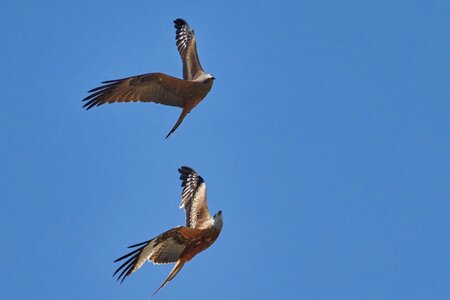 Sky bird wing