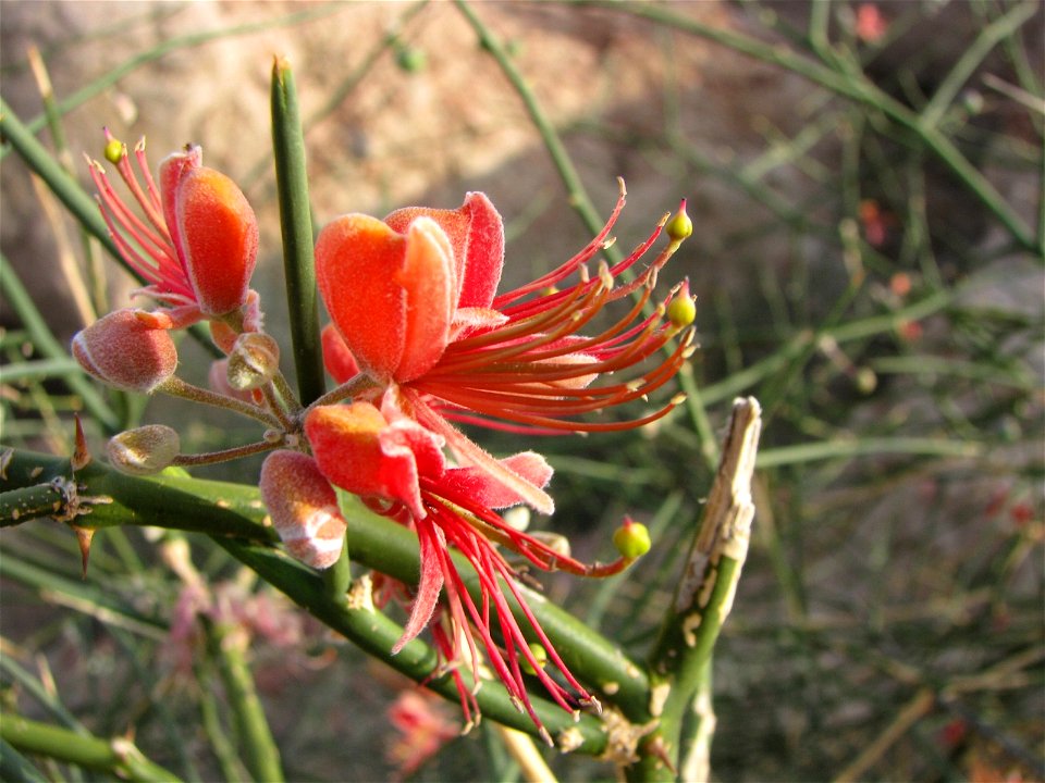 Capparis decidua, Marot, Pakistan