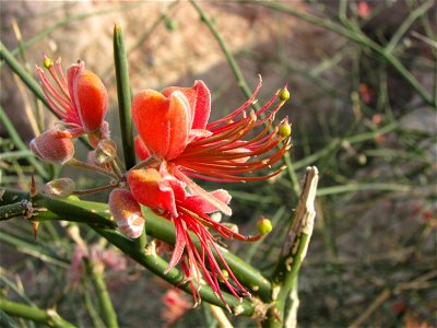 Capparis decidua, Marot, Pakistan