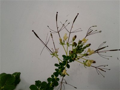 தைவேளை Botanical name: Cleome gynandra Common name: Cat whiskers Young shoots and flowers, are boiled and consumed as a potherb;It is celebrated for its Antioxidant activity , Anticancer activi photo