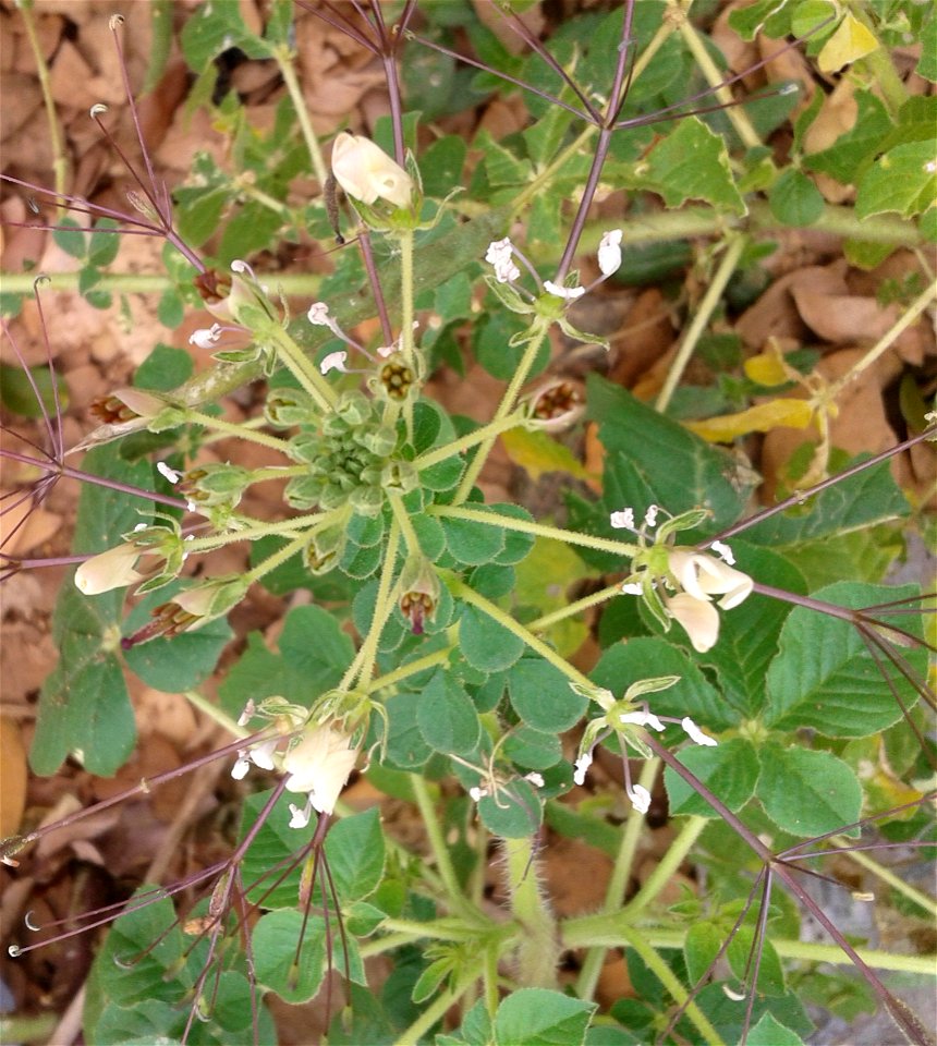தைவேளை 
Botanical name: Cleome gynandra    
Common name: Cat whiskers
Young shoots  and flowers, are boiled and consumed as a potherb;It is celebrated for its 
Antioxidant activity , Anticancer activi