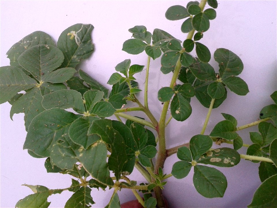 தைவேளை 
Botanical name: Cleome gynandra    
Common name: Cat whiskers
Young shoots  and flowers, are boiled and consumed as a potherb;It is celebrated for its 
Antioxidant activity , Anticancer activi