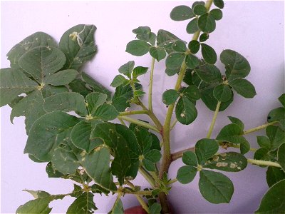 தைவேளை 
Botanical name: Cleome gynandra    
Common name: Cat whiskers
Young shoots  and flowers, are boiled and consumed as a potherb;It is celebrated for its 
Antioxidant activity , Anticancer activi