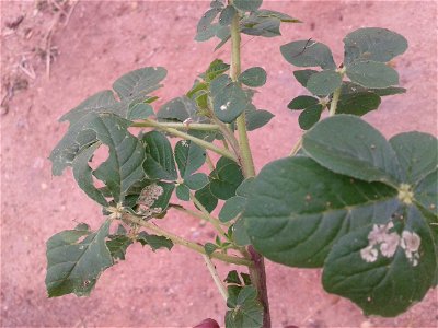 தைவேளை Botanical name: Cleome gynandra Common name: Cat whiskers Young shoots and flowers, are boiled and consumed as a potherb;It is celebrated for its Antioxidant activity , Anticancer activi photo