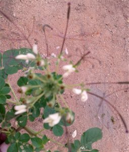 தைவேளை 
Botanical name: Cleome gynandra    
Common name: Cat whiskers
Young shoots  and flowers, are boiled and consumed as a potherb;It is celebrated for its 
Antioxidant activity , Anticancer activi