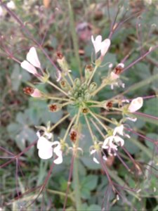 தைவேளை Botanical name: Cleome gynandra Common name: Cat whiskers Young shoots and flowers, are boiled and consumed as a potherb;It is celebrated for its Antioxidant activity , Anticancer activi photo