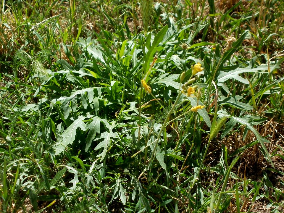 Wilde Rauke (Diplotaxis tenuifolia) in Hockenheim