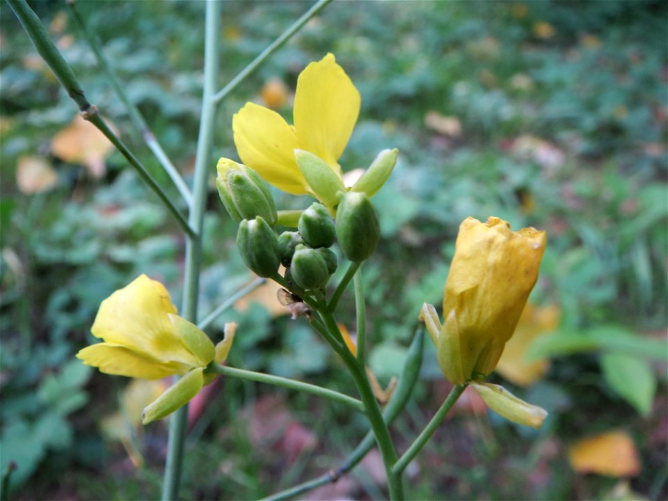 Wilde Rauke (Diplotaxis tenuifolia) in Speyer